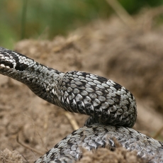 Paprastoji angis - Vipera berus | Fotografas Gintautas Steiblys