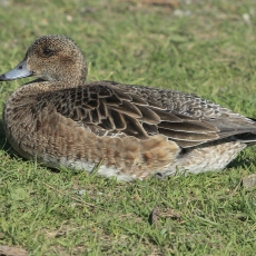 Eurazinė cyplė - Mareca penelope ♀ | Fotografas Gintautas Steiblys