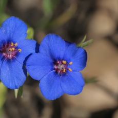 Progailis - Lysimachia baudoi | Fotografas Gintautas Steiblys