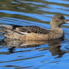 Eurazinė cyplė - Mareca penelope ♀ | Fotografas Gintautas Steiblys