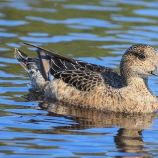 Eurazinė cyplė - Mareca penelope ♀ | Fotografas Gintautas Steiblys