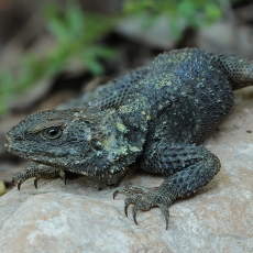 Žvaigždėtoji agama - Laudakia stellio | Fotografas Gintautas Steiblys