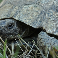 Graikinis vėžlys - Testudo graeca | Fotografas Gintautas Steiblys