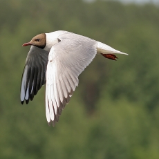 Rudagalvis kiras - Chroicocephalus ridibundus | Fotografas Gintautas Steiblys