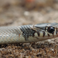 Žiedagalvis eirenis - Eirenis modestus | Fotografas Gintautas Steiblys