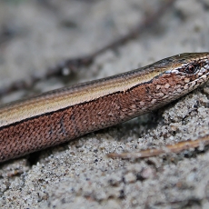 Trapusis gluodenas - Anguis fragilis | Fotografas Gintautas Steiblys