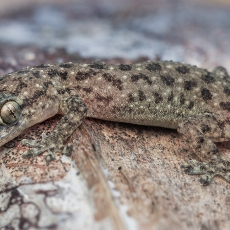 Dėmėtasis naminis gekonas - Hemidactylus parvimaculatus | Fotografas Gintautas Steiblys