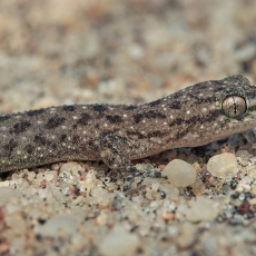 Dėmėtasis naminis gekonas - Hemidactylus parvimaculatus | Fotografas Gintautas Steiblys