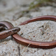 Trapusis gluodenas - Anguis fragilis | Fotografas Gintautas Steiblys