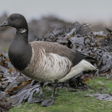 Paprastoji berniklė - Branta bernicla | Fotografas Gintautas Steiblys