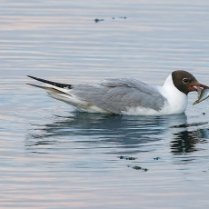 Rudagalvis kiras - Chroicocephalus ridibundus | Fotografas Gintautas Steiblys