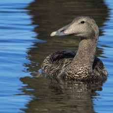 Paprastoji gaga - Somateria mollissima ♀ | Fotografas Gintautas Steiblys
