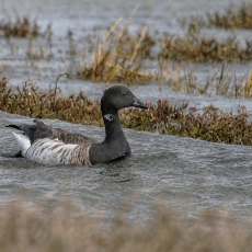 Paprastoji berniklė - Branta bernicla | Fotografas Gintautas Steiblys