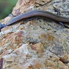 Anatolinis plikaakis scinkas - Ablepharus anatolicus | Fotografas Gintautas Steiblys