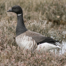 Paprastoji berniklė - Branta bernicla | Fotografas Gintautas Steiblys