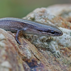 Anatolinis plikaakis scinkas - Ablepharus anatolicus | Fotografas Gintautas Steiblys