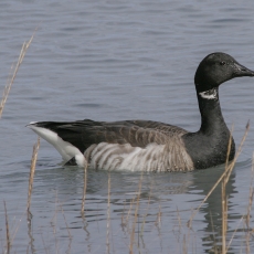 Paprastoji berniklė - Branta bernicla | Fotografas Gintautas Steiblys