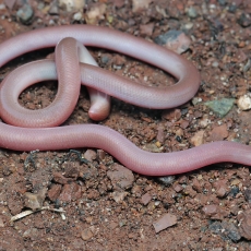 Europinis aklažaltis - Xerotyphlops vermicularis | Fotografas Gintautas Steiblys