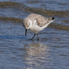 Paprastasis smiltinukas - Calidris alba | Fotografas Gintautas Steiblys