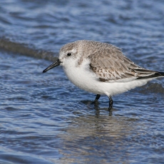 Paprastasis smiltinukas - Calidris alba | Fotografas Gintautas Steiblys