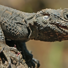Žvaigždėtoji agama - Laudakia stellio | Fotografas Gintautas Steiblys
