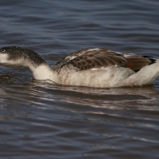 Paprastoji urvinė antis - Tadorna tadorna, juv. | Fotografas Gintautas Steiblys