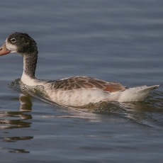 Paprastoji urvinė antis - Tadorna tadorna, juv. | Fotografas Gintautas Steiblys