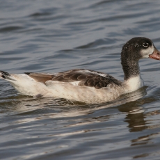 Paprastoji urvinė antis - Tadorna tadorna, juv. | Fotografas Gintautas Steiblys