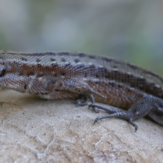 Gyvavedis driežas - Zootoca vivipara | Fotografas Gintautas Steiblys