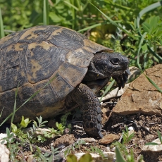 Graikinis vėžlys - Testudo graeca | Fotografas Gintautas Steiblys