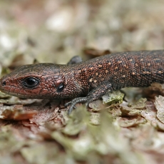 Gyvavedis driežas - Zootoca vivipara, juv. | Fotografas Gintautas Steiblys