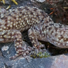 Viduržeminis gekonas - Hemidactylus turcicus | Fotografas Gintautas Steiblys
