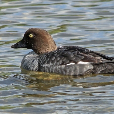 Klykuolė - Bucephala clangula ♀ | Fotografas Gintautas Steiblys