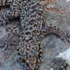 Viduržeminis gekonas - Hemidactylus turcicus | Fotografas Gintautas Steiblys