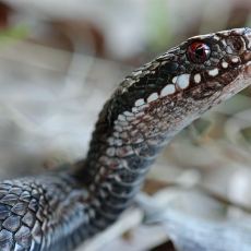 Paprastoji angis - Vipera berus | Fotografas Gintautas Steiblys