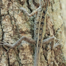 Raudongurklis kalotas - Calotes versicolor | Fotografas Gintautas Steiblys