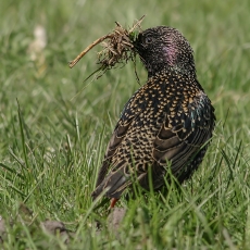 Paprastasis varnėnas - Sturnus vulgaris | Fotografas Gintautas Steiblys