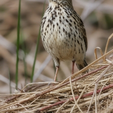 Pievinis kalviukas - Anthus pratensis | Fotografas Gintautas Steiblys