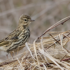 Pievinis kalviukas - Anthus pratensis | Fotografas Gintautas Steiblys