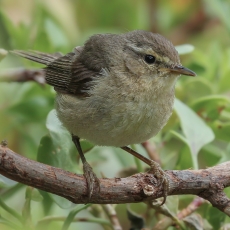 Kanarinė pečialinda - Phylloscopus canariensis | Fotografas Gintautas Steiblys