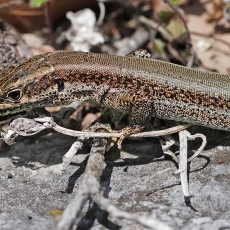 Driežas - Anatololacerta finikensis ♀ | Fotografas Gintautas Steiblys
