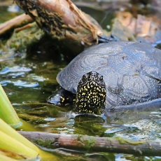 Balinis vėžlys - Emys orbicularis | Fotografas Gintautas Steiblys