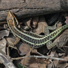 Driežas - Anatololacerta finikensis ♂ | Fotografas Gintautas Steiblys