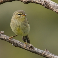 Kanarinė pečialinda - Phylloscopus canariensis | Fotografas Gintautas Steiblys