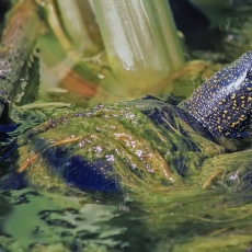 Balinis vėžlys - Emys orbicularis | Fotografas Gintautas Steiblys