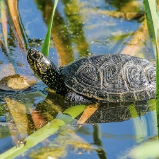 Balinis vėžlys - Emys orbicularis | Fotografas Gintautas Steiblys