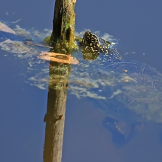 Balinis vėžlys - Emys orbicularis, juv. | Fotografas Gintautas Steiblys