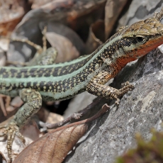 Driežas - Anatololacerta finikensis ♂ | Fotografas Gintautas Steiblys