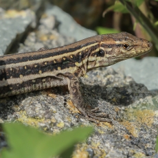 Vakarinis kanarinis driežas - Gallotia galloti ♀ | Fotografas Gintautas Steiblys