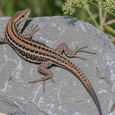 Vakarinis kanarinis driežas - Gallotia galloti ♀ | Fotografas Gintautas Steiblys